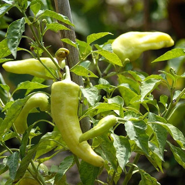 Cubanelle Peppers Seeds - The Pepper Pantry (Formerly Marie Sharp's)